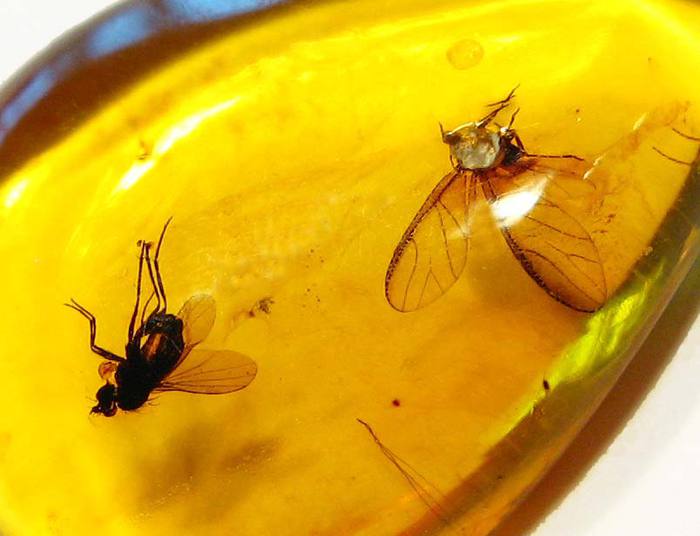Оренбуржцы увидят доисторических насекомых в янтаре
